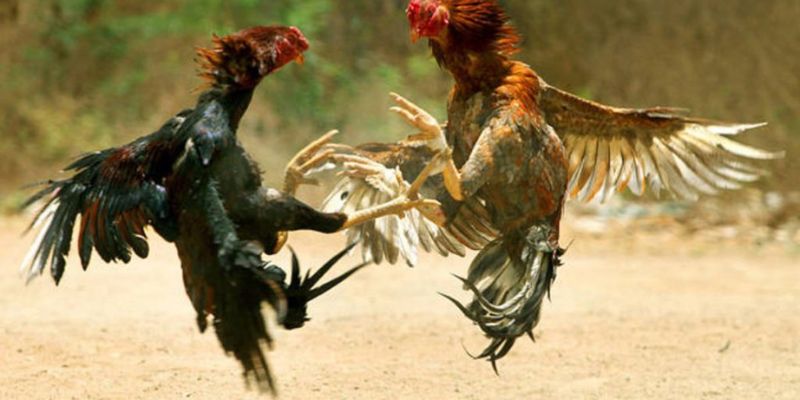 Đá gà cựa sắt được áp dụng luật minh bạch